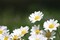 Field of Daisies II Poster Print by Karyn Millet - Item # VARPDXPSMLT371